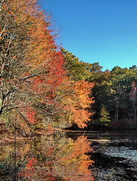 Fall Colors in Turtle Cove 16