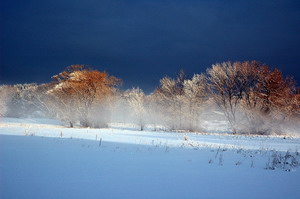 Winter Field 18