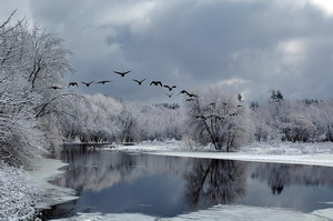 Winter Geese 21