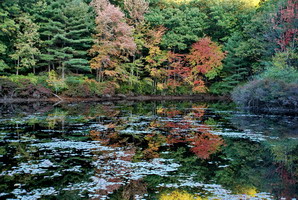 Fall Palette at Turtle Cove 8