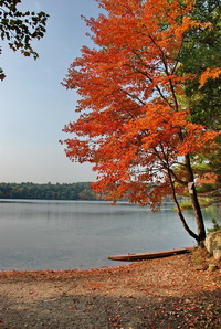 Red Maple at White Pond 15