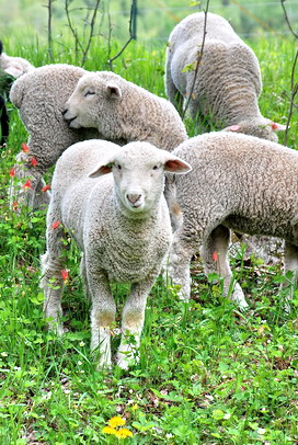 lambs among wildflowers