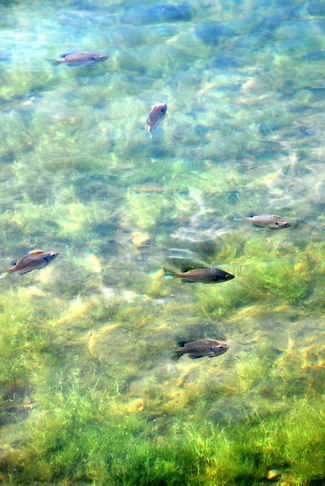 fish at walden pond